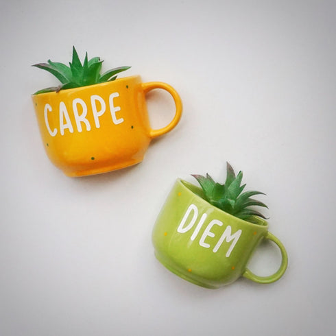 Carpe Diem - Cup Planters - Mug Planter Set - Wall Garden Decor - Succulent Planter - Small Pot - Home Office Accessories - Study Room Decor - Personalised Gifts - Buy Online India - Free Shipping
